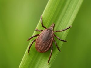 garrapata en hierba en primavera